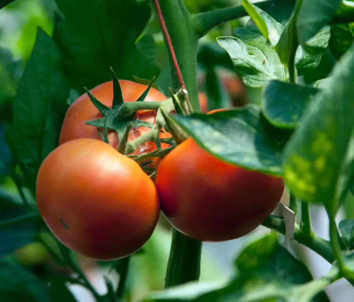 Fresh organic vegetables from our farm